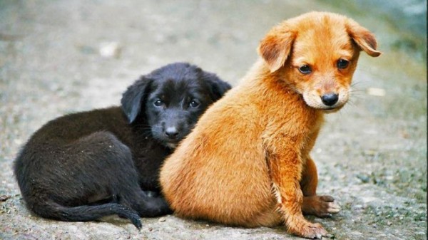 През април ще стартира кампанията за кастрация на бездомни животни / Новини от Казанлък