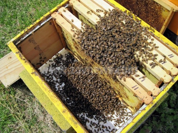 Откраднаха пчелни кошери в с. Конаре / Новини от Казанлък