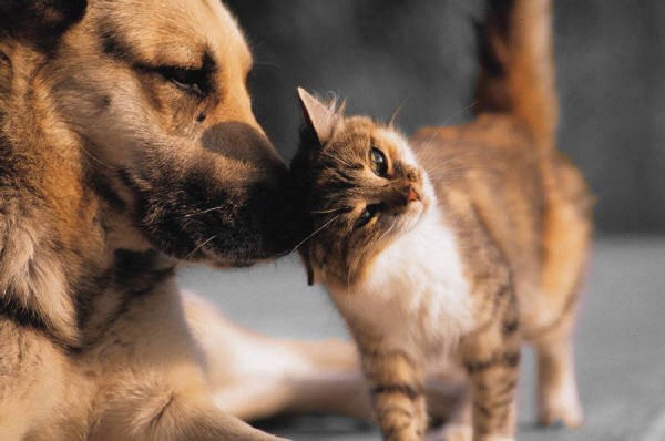 Наближава кампанията за кастрация на бездомни кучета и котки / Новини от Казанлък