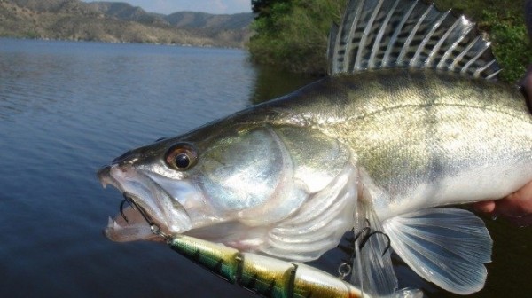 Удължават забраната за улов на бяла риба / Новини от Казанлък