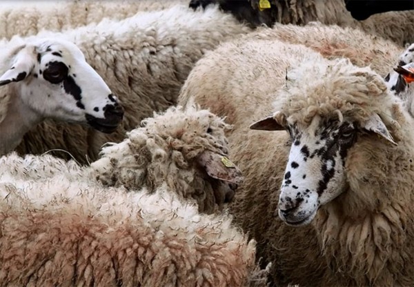 Хванаха крадците на овце в Нова махала / Новини от Казанлък