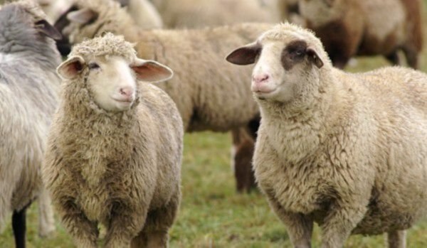 Бум на кражбите на овце  / Новини от Казанлък