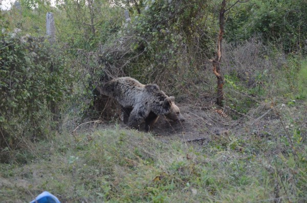 Освободиха мечка хваната в примка край Скобелево / Новини от Казанлък