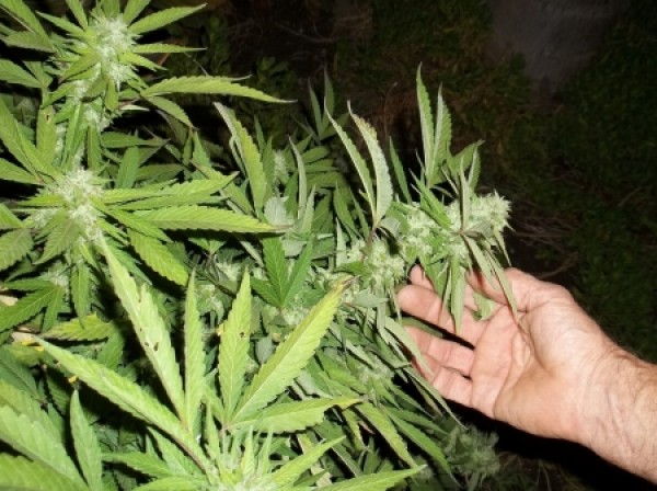 Спипаха младеж, направил ферма за марихуана в изоставена вила / Новини от Казанлък