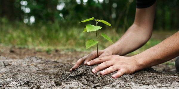 Казанлъчани ще засаждат дървета в неделя / Новини от Казанлък