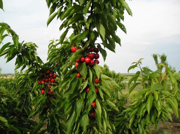 Черешови дръвчета изчезнаха от градина в Енина / Новини от Казанлък
