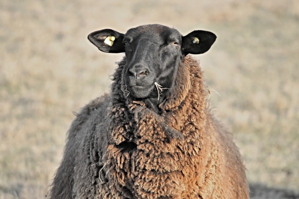 Овца изчезна от двор в Тъжа / Новини от Казанлък