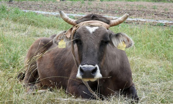 Труп на крава намериха в Шейново / Новини от Казанлък