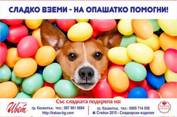 Сладък базар ще събира средства за бездомни животни в Казанлък / Новини от Казанлък