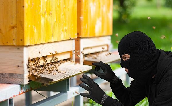 Задигнаха пчелни кошери край Средногорово / Новини от Казанлък