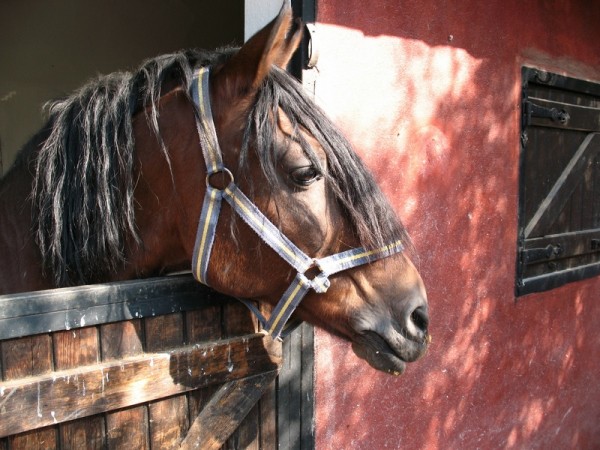 Откраднаха кон и кобила в Манолово / Новини от Казанлък