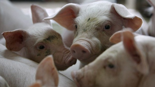 Започват да проверяват за чума по свинете в Павелбанско / Новини от Казанлък