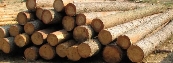 Намериха незаконни дърва в Енина / Новини от Казанлък