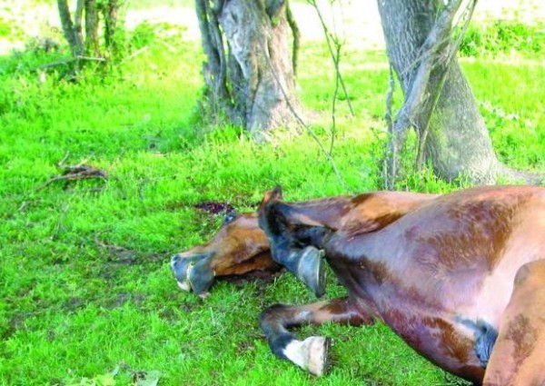Неизвестен стрелец уби четири коня / Новини от Казанлък