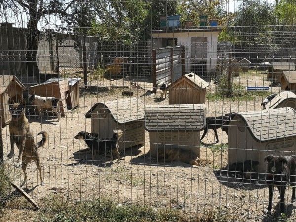 Кметът разпореди проверка на Общинския приют за бездомни кучета / Новини от Казанлък