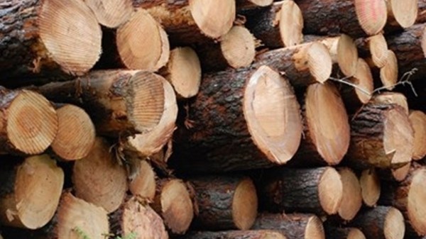 Намериха и иззеха незаконни дърва в Ръжена / Новини от Казанлък