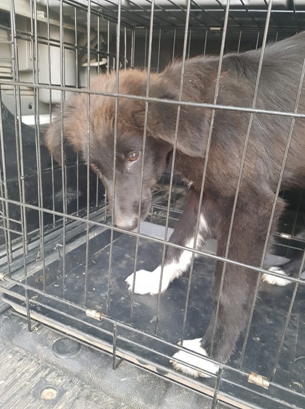 Animal hope прибра малтретираното куче живо и здраво / Новини от Казанлък