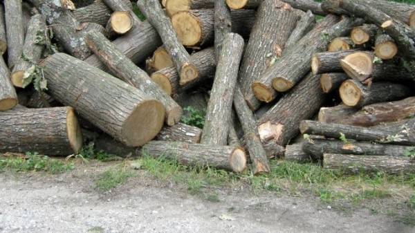 Намериха близо 12 кубика незаконни дърва / Новини от Казанлък