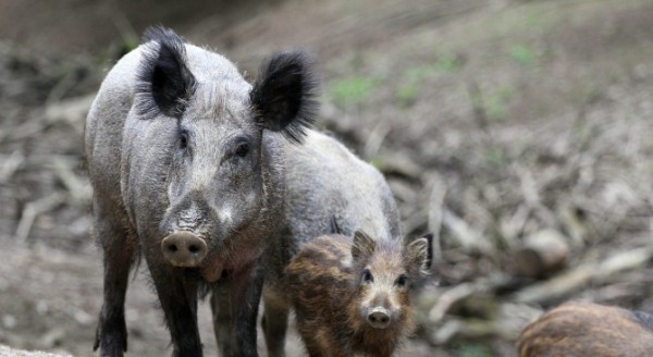 921 диви свине са убити и изследвани за африканска чума в Старозагорско / Новини от Казанлък