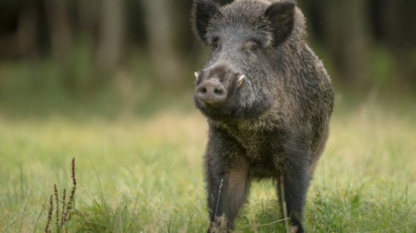 Първи случай на африканска чума по диво прасе в района на Мъглиж / Новини от Казанлък