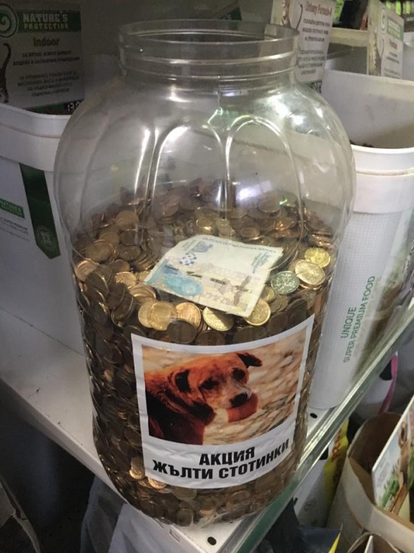 Над 20 кг жълти стотинки за бездомните животни / Новини от Казанлък
