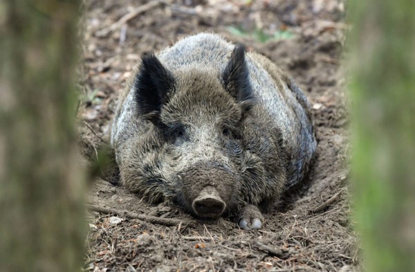 Удължиха срока за лов на дива свиня в цялата страна / Новини от Казанлък