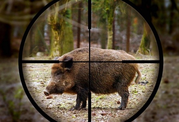 Срокът за групов лов на дива свиня се удължава / Новини от Казанлък