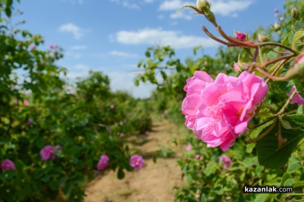 От днес земеделците могат да заявят помощи за зимни пръскания. Подпомагат и маслодайната роза  / Новини от Казанлък