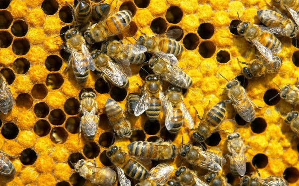 В края на месеца стратира нова програма по пчеларство / Новини от Казанлък