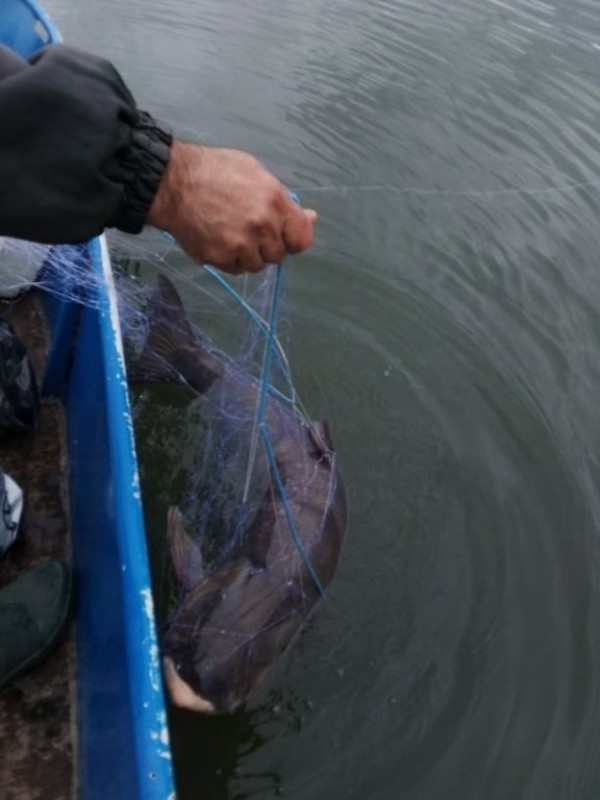 Спасиха огромно количество трофейни риби от бракониери, сред които и 50 кг. сом  / Новини от Казанлък
