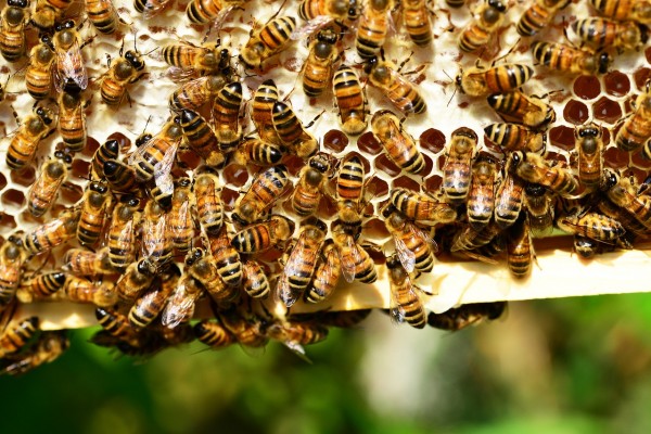 Община Мъглиж уведомява собствениците на пчели за предстоящо пръскане с хербициди / Новини от Казанлък