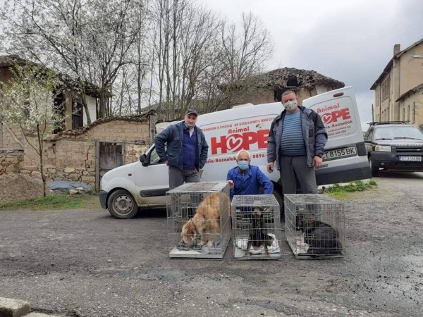 Стартира кампанията за кастрация на бездомни животни / Новини от Казанлък