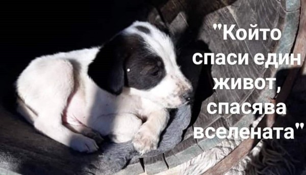 Доброволци ще изграждат спасителен център за животни в Казанлък / Новини от Казанлък