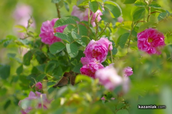 Започва опис на розовите масиви в страната / Новини от Казанлък