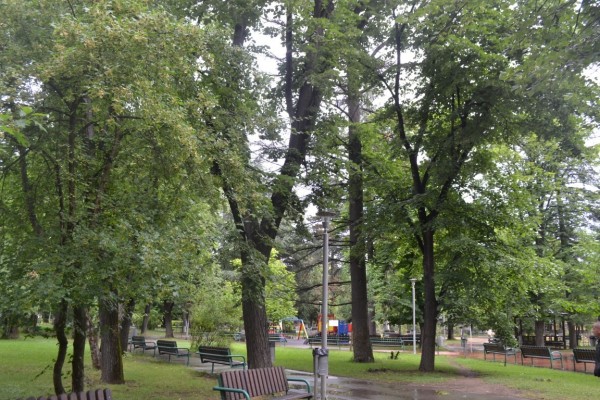 Премахване на опасно дърво в парк „Розариум“ / Новини от Казанлък