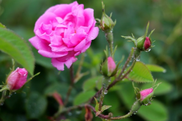 Права за Празник/Фестивал на розата има единствено Община Казанлък / Новини от Казанлък