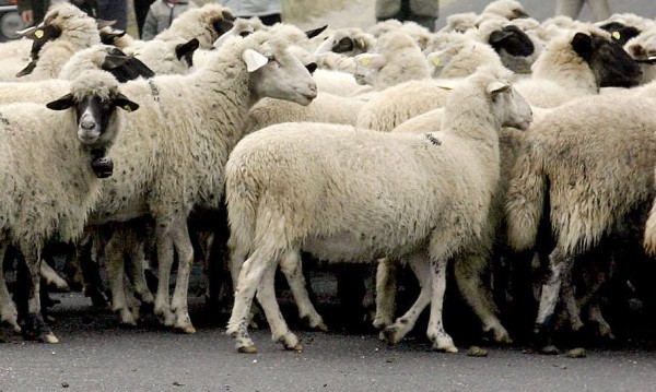 Шофьор блъсна стадо, уби 11 овце край Габарево / Новини от Казанлък