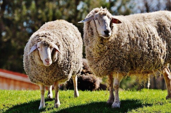 10 овце изчезнаха в Хаджидимитрово / Новини от Казанлък