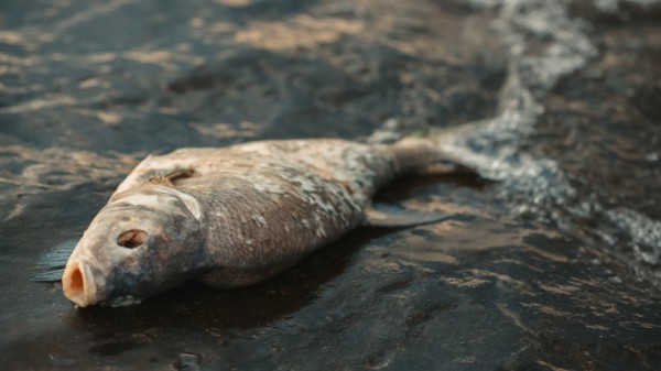 Експерти се задействаха по сигнал за умряла риба в река Тунджа / Новини от Казанлък