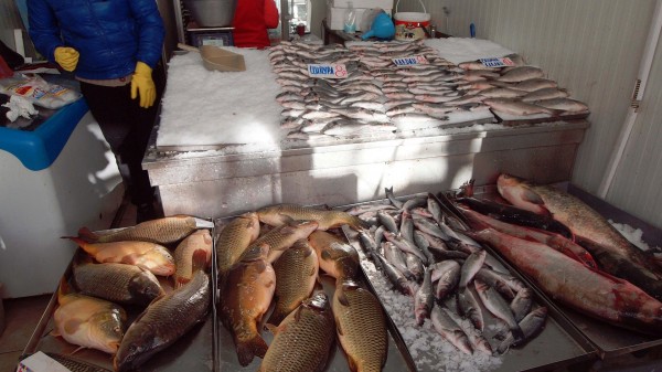 БАБХ започна проверки по рибните пазари за Никулден / Новини от Казанлък