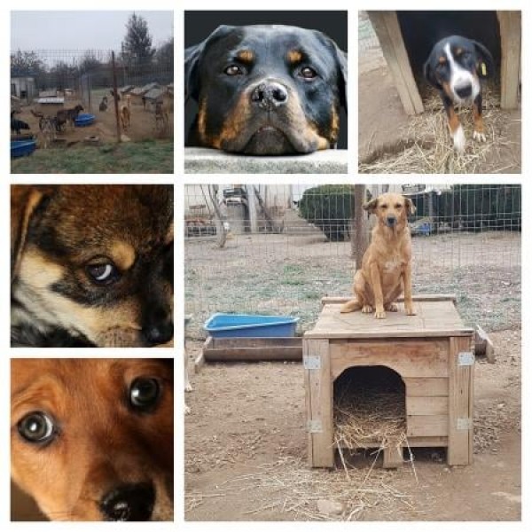 Голямо Дряново с кампания за бездомните животни / Новини от Казанлък