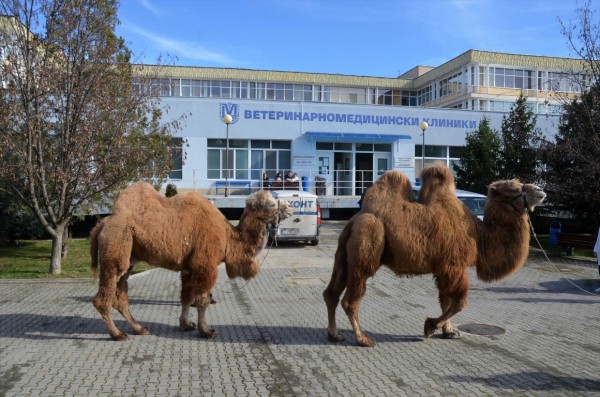 Ветеринари от Стара Загора спасиха камила след уникална операция / Новини от Казанлък
