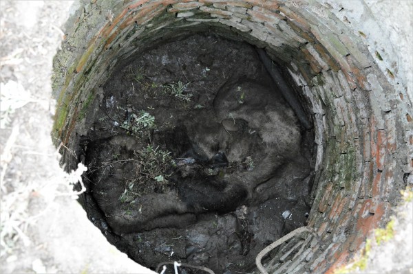 Откриха кожа на одрано теле в отводнителна шахта / Новини от Казанлък