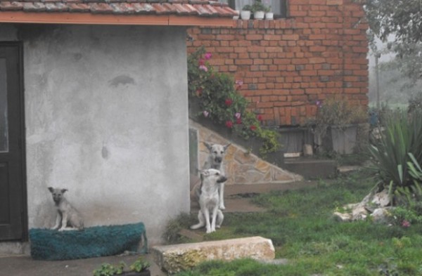 Кампанията за кастрация тази година обхваща и дворните кучета / Новини от Казанлък