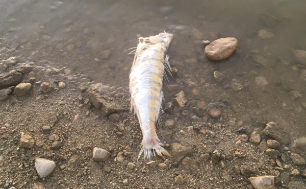 Липса на кислород убива бялата риба на язовир Копринка / Новини от Казанлък