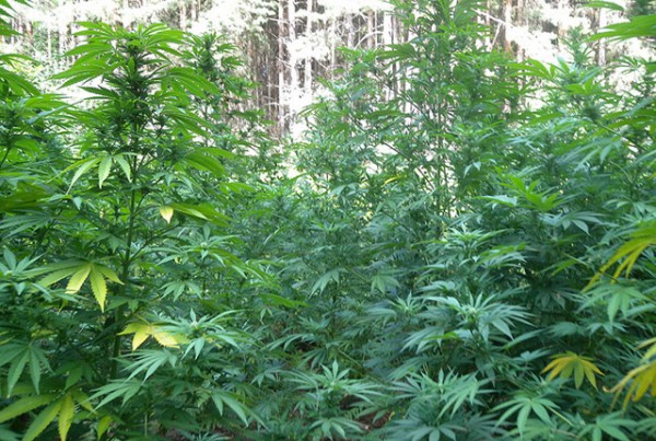 47 растения марихуана, оръжия и боеприпаси тикнаха казанлъчанин зад решетките / Новини от Казанлък