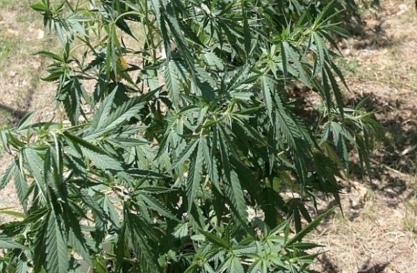 Над двуметрови растения марихуана откриха в няколко къщи в Крън / Новини от Казанлък