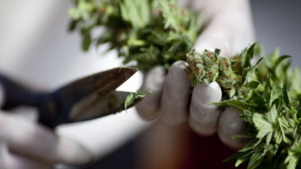 Акция “Наркотици“: Откриха растения марихуана в дома на жена в Казанлъшко / Новини от Казанлък