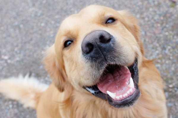 За любителите на животни - кампания “Куче-усмихни се!“ / Новини от Казанлък