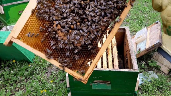 Нанесоха щети по 27 пчелни кошера в близко село  / Новини от Казанлък